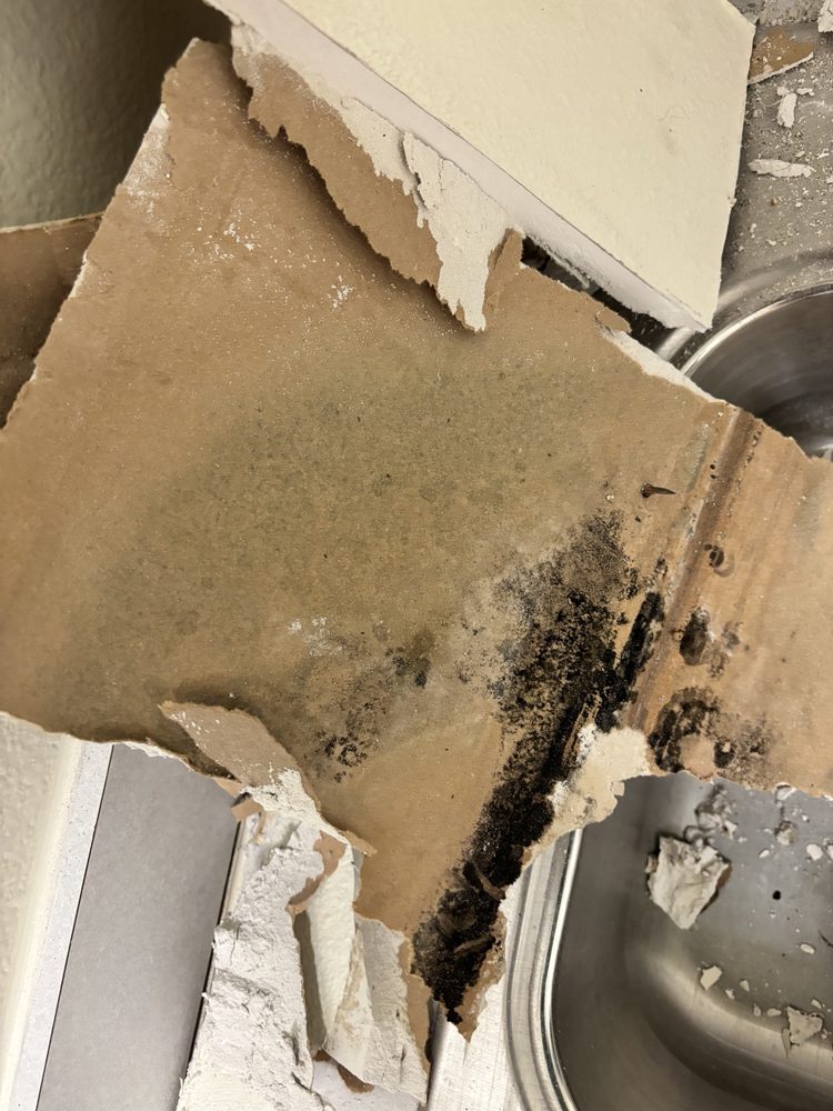 Removed drywall with mold growth on the back side