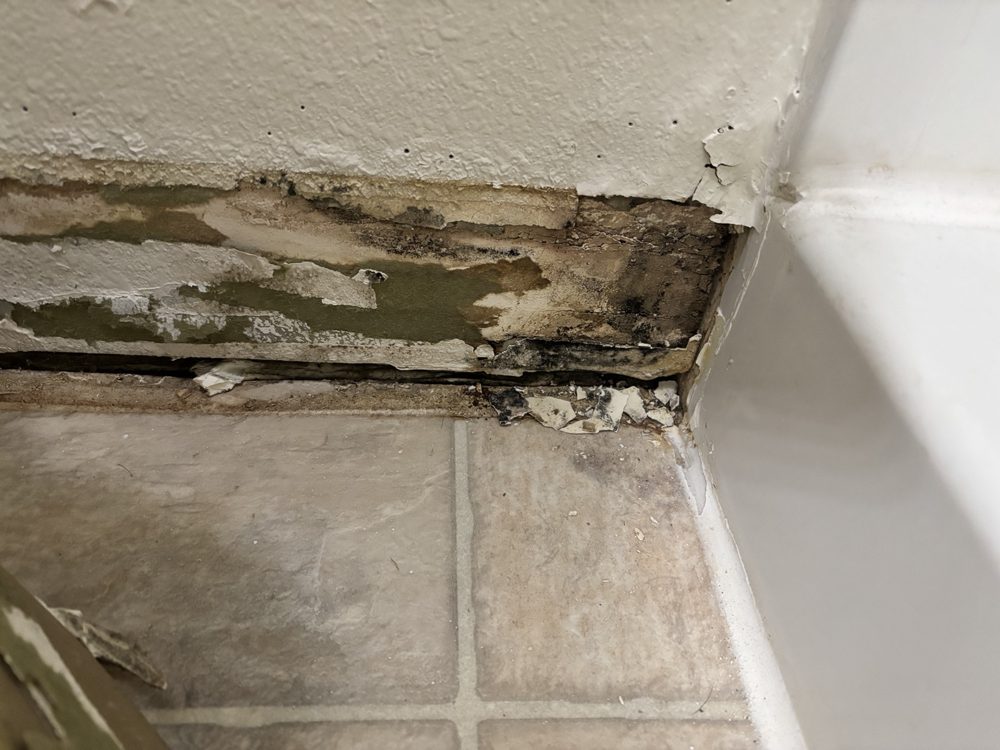 Mold and water damage at the base of the wall where it meets the vinyl floor
